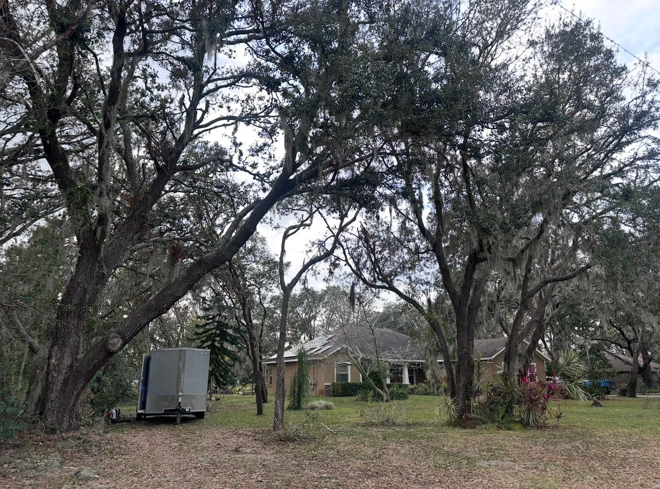 Tree removal project photo 2