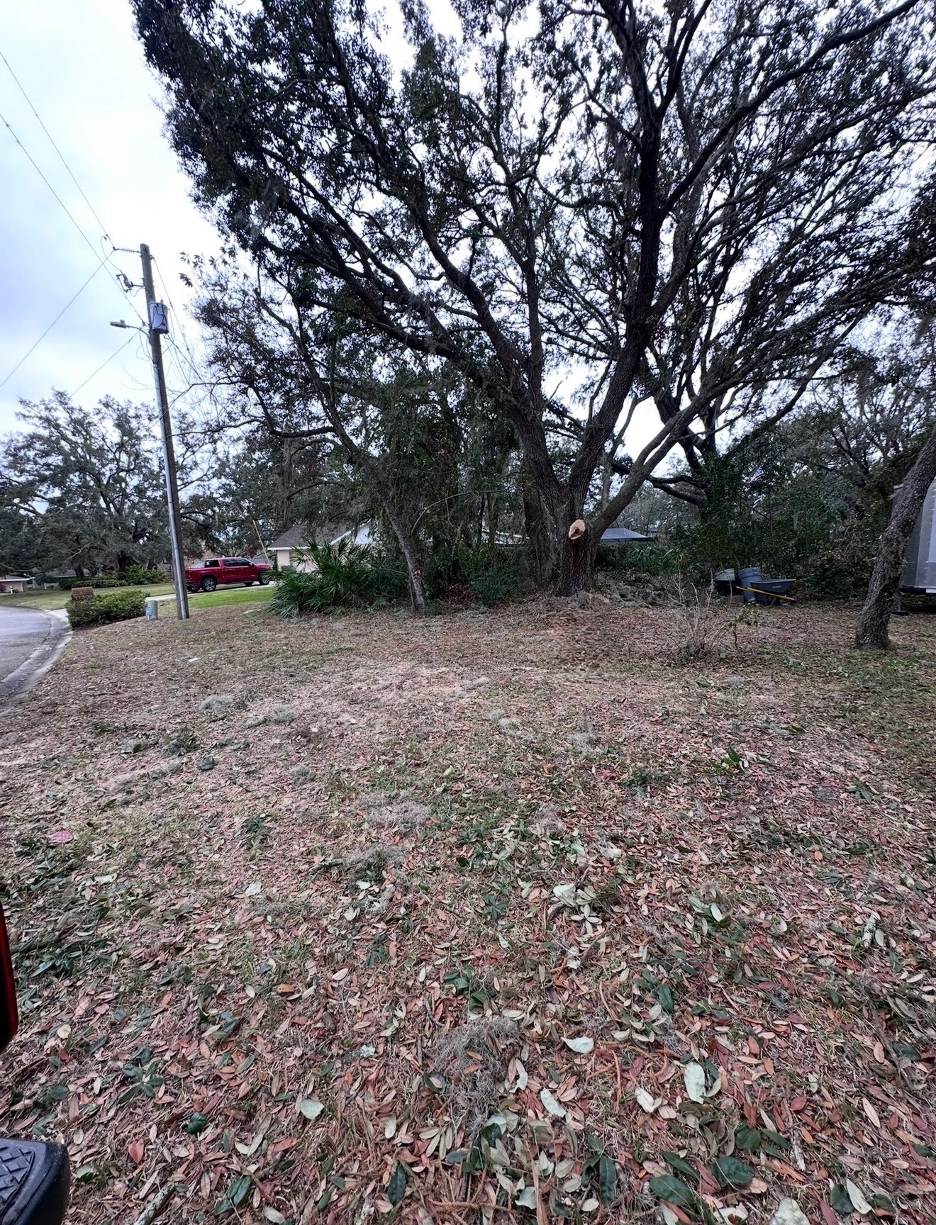 Tree removal project photo 1