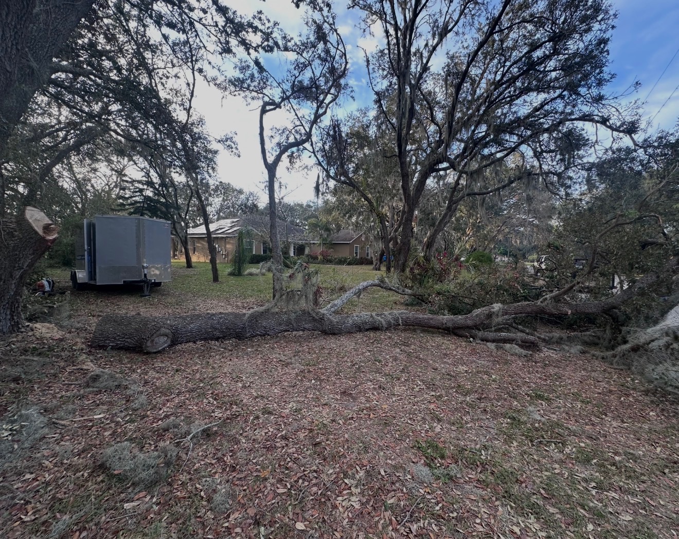 Tree removal project photo 3