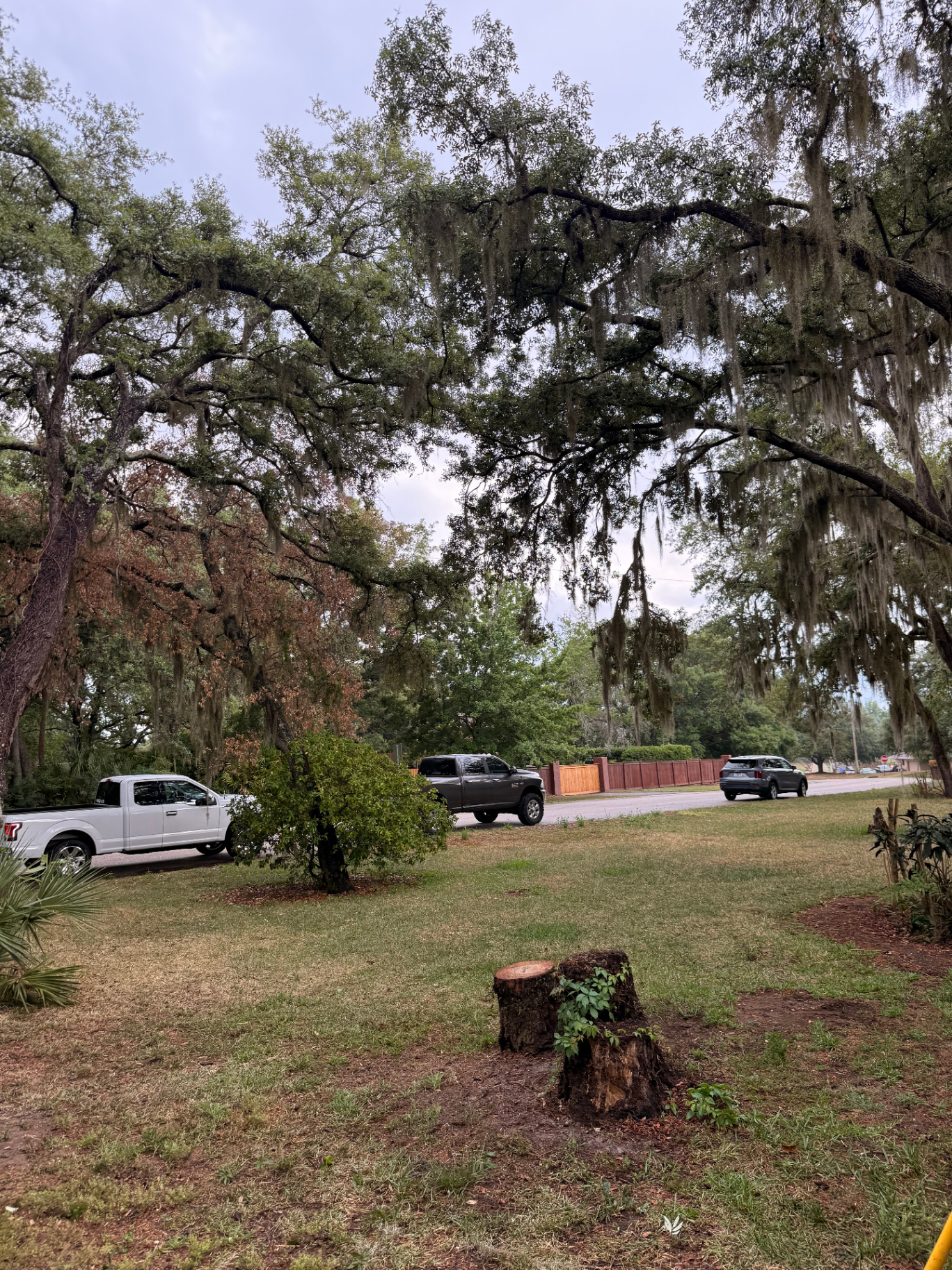 Tree removal project photo 4